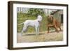 Bull Terrier and English Bulldog-null-Framed Art Print