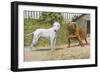 Bull Terrier and English Bulldog-null-Framed Art Print