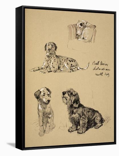 Bull Terrier, Dalmatians and Mutt Dog, 1930, Just Among Friends, Aldin, Cecil Charles Windsor-Cecil Aldin-Framed Stretched Canvas