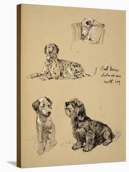 Bull Terrier, Dalmatians and Mutt Dog, 1930, Just Among Friends, Aldin, Cecil Charles Windsor-Cecil Aldin-Stretched Canvas