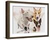 Bull Terrier with Ghost Image-Barbara Keith-Framed Giclee Print