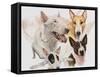 Bull Terrier with Ghost Image-Barbara Keith-Framed Stretched Canvas