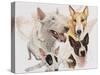 Bull Terrier with Ghost Image-Barbara Keith-Stretched Canvas