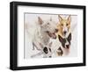 Bull Terrier with Ghost Image-Barbara Keith-Framed Giclee Print