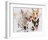 Bull Terrier with Ghost Image-Barbara Keith-Framed Giclee Print