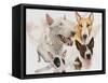 Bull Terrier with Ghost Image-Barbara Keith-Framed Stretched Canvas