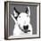 Bull Terrier-Emily Burrowes-Framed Art Print
