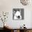 Bull Terrier-Emily Burrowes-Mounted Art Print displayed on a wall