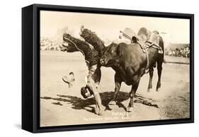 Bull Throwing Rodeo Rider-null-Framed Stretched Canvas