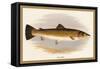 Bull Trout-A.f. Lydon-Framed Stretched Canvas