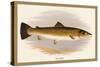 Bull Trout-A.f. Lydon-Stretched Canvas