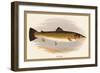 Bull Trout-A.f. Lydon-Framed Art Print