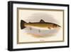 Bull Trout-A.f. Lydon-Framed Art Print