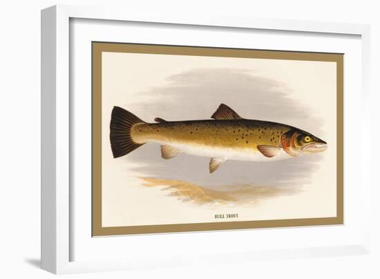 Bull Trout-A.f. Lydon-Framed Art Print