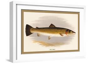 Bull Trout-A.f. Lydon-Framed Art Print