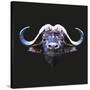 Bull-Lora Kroll-Stretched Canvas