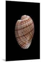 Bulla Striata-Paul Starosta-Mounted Premium Photographic Print