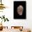 Bulla Striata-Paul Starosta-Framed Photographic Print displayed on a wall