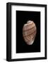 Bulla Striata-Paul Starosta-Framed Photographic Print