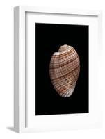 Bulla Striata-Paul Starosta-Framed Photographic Print