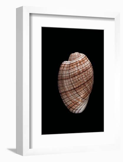 Bulla Striata-Paul Starosta-Framed Photographic Print