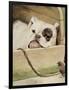 Bulldog, 1927-Cecil Aldin-Framed Giclee Print