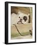 Bulldog, 1927-Cecil Aldin-Framed Giclee Print