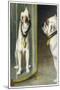 Bulldog Admires Its Reflection in a Distorting Mirror-null-Mounted Premium Giclee Print