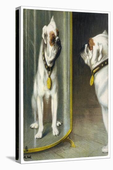 Bulldog Admires Its Reflection in a Distorting Mirror-null-Stretched Canvas