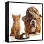 Bulldog and Cat at Food Dish Together-Willee Cole-Framed Stretched Canvas