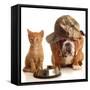 Bulldog and Cat at Food Dish Together-Willee Cole-Framed Stretched Canvas