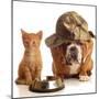 Bulldog and Cat at Food Dish Together-Willee Cole-Mounted Photographic Print