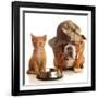 Bulldog and Cat at Food Dish Together-Willee Cole-Framed Photographic Print