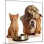 Bulldog and Cat at Food Dish Together-Willee Cole-Mounted Photographic Print