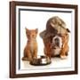 Bulldog and Cat at Food Dish Together-Willee Cole-Framed Photographic Print