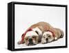 Bulldog Asleep with Puppy Wearing Christmas Hats-null-Framed Stretched Canvas