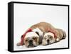 Bulldog Asleep with Puppy Wearing Christmas Hats-null-Framed Stretched Canvas