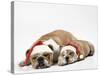 Bulldog Asleep with Puppy Wearing Christmas Hats-null-Stretched Canvas