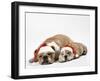 Bulldog Asleep with Puppy Wearing Christmas Hats-null-Framed Photographic Print