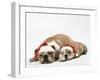 Bulldog Asleep with Puppy Wearing Christmas Hats-null-Framed Photographic Print