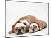 Bulldog Asleep with Puppy Wearing Christmas Hats-null-Mounted Photographic Print