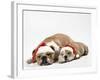 Bulldog Asleep with Puppy Wearing Christmas Hats-null-Framed Photographic Print