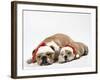 Bulldog Asleep with Puppy Wearing Christmas Hats-null-Framed Photographic Print