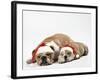 Bulldog Asleep with Puppy Wearing Christmas Hats-null-Framed Photographic Print