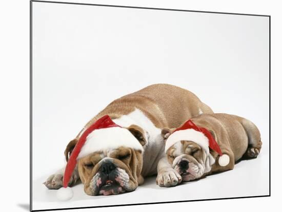 Bulldog Asleep with Puppy Wearing Christmas Hats-null-Mounted Photographic Print