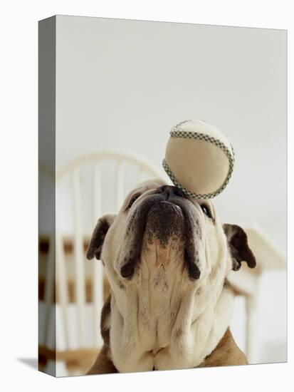 Bulldog Balancing Ball on Nose-Larry Williams-Stretched Canvas