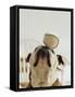 Bulldog Balancing Ball on Nose-Larry Williams-Framed Stretched Canvas