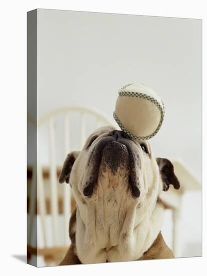 Bulldog Balancing Ball on Nose-Larry Williams-Stretched Canvas