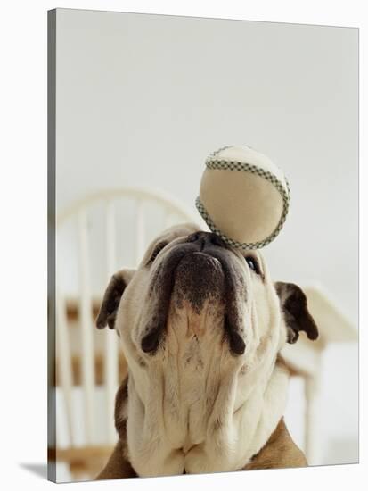 Bulldog Balancing Ball on Nose-Larry Williams-Stretched Canvas