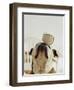 Bulldog Balancing Ball on Nose-Larry Williams-Framed Photographic Print